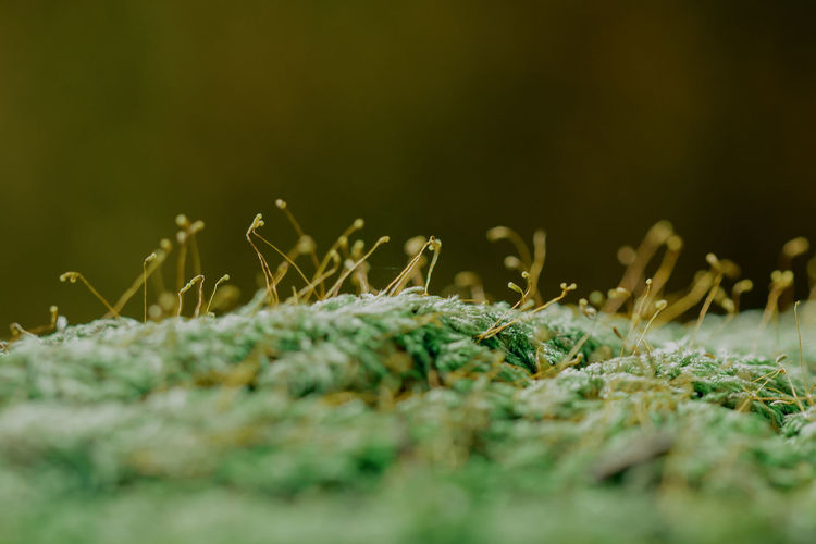 Close-up of grass on field