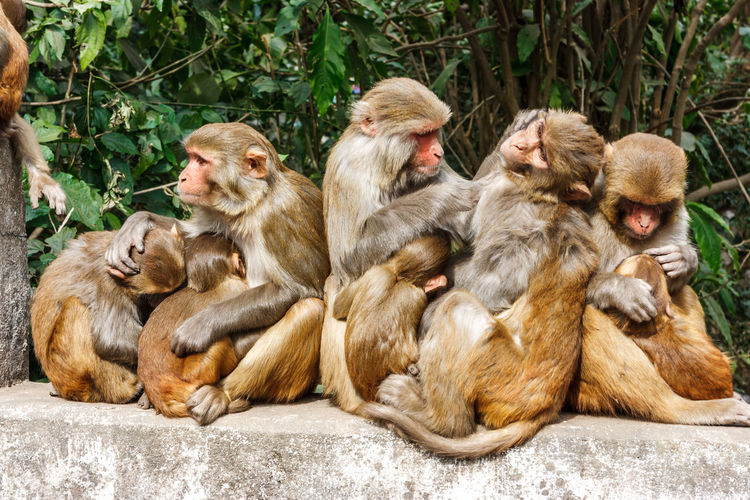 Monkeys sitting outdoors