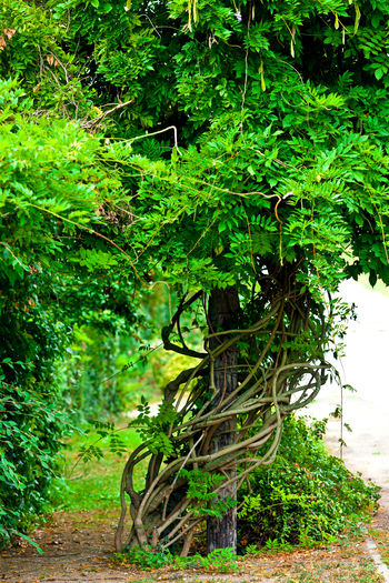 Trees in forest
