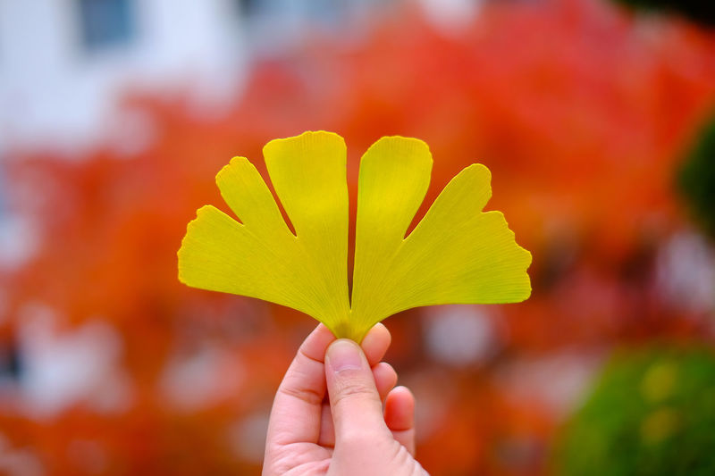 Cropped hand of person holding yellow leaf