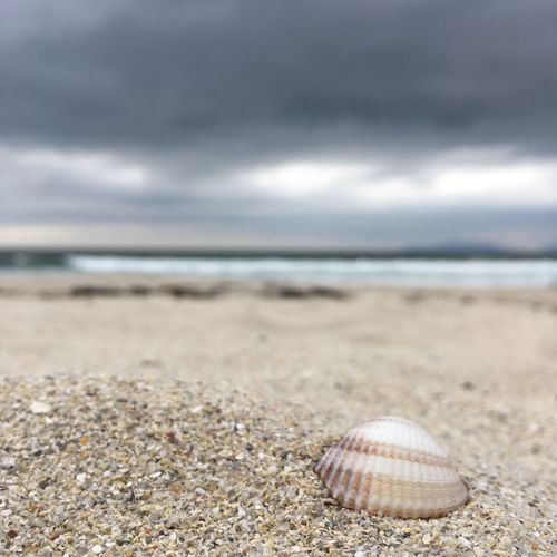 Surface level of seashell on beach