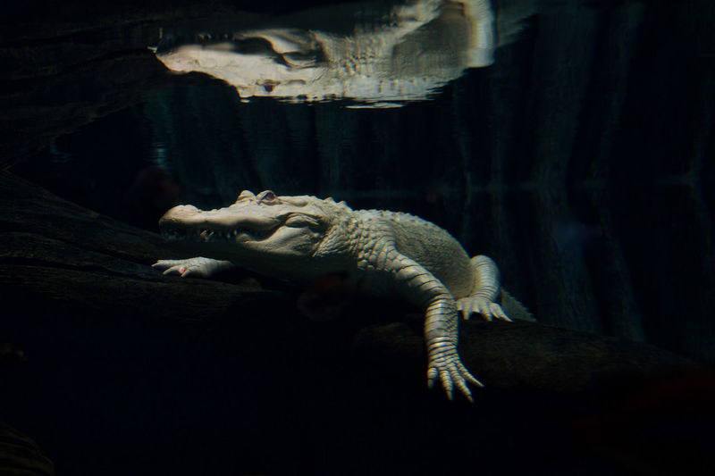 Close-up of iguana in cave