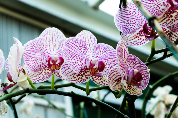 Close-up of pink orchids
