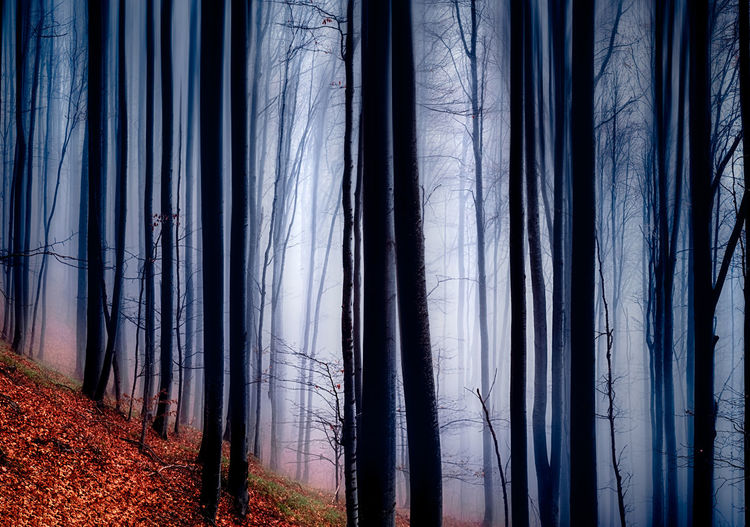 View of trees in forest