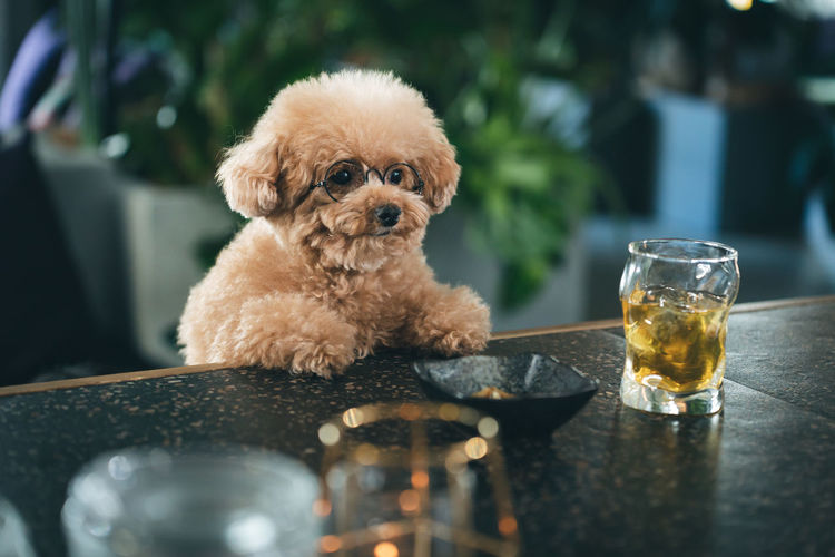 Toy poodle that casually stops at the bar