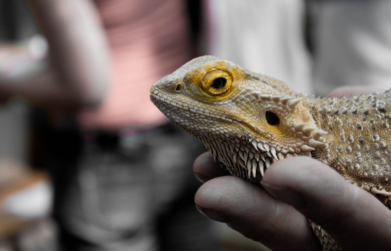 Cropped image of person holding bearded dragon