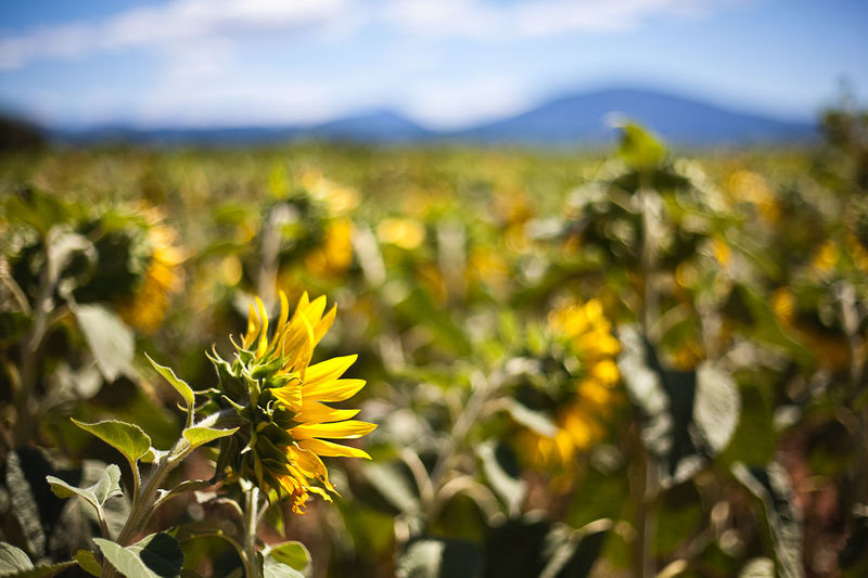 Close-up of yellow flower blooming on field against sky