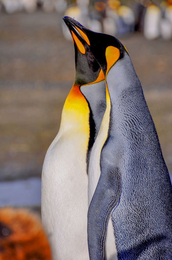 Side view of king penguin on field