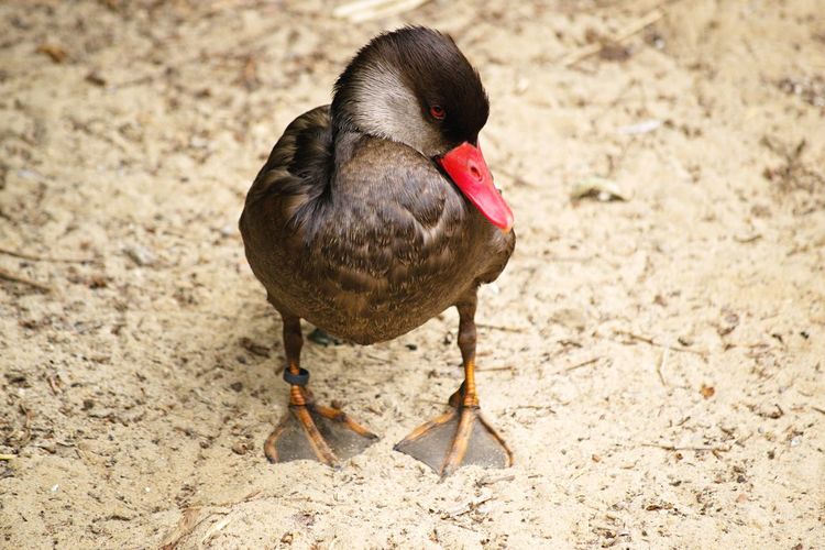 High angle view of duck on sand