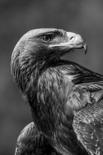 Mono close-up of golden eagle looking back