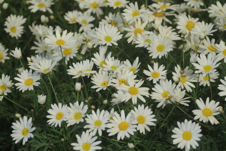 Close-up of white daisy flowers