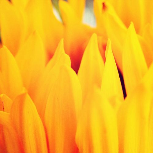 Extreme close up of orange flower