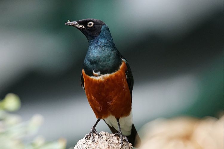 Close-up of superb starling perching on wood