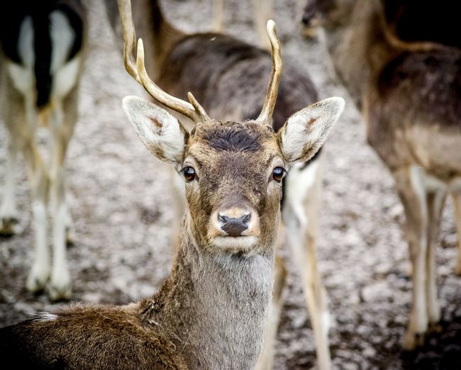 Portrait of deer young stag
