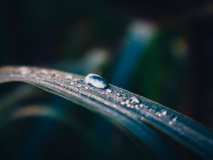 Close-up of water drops on grass