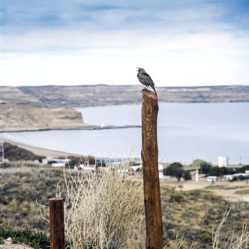 Bird leaning on a wooden pole, in the background the valdes peninsula with the atlantic ocean
