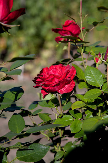 Close-up of red rose plant