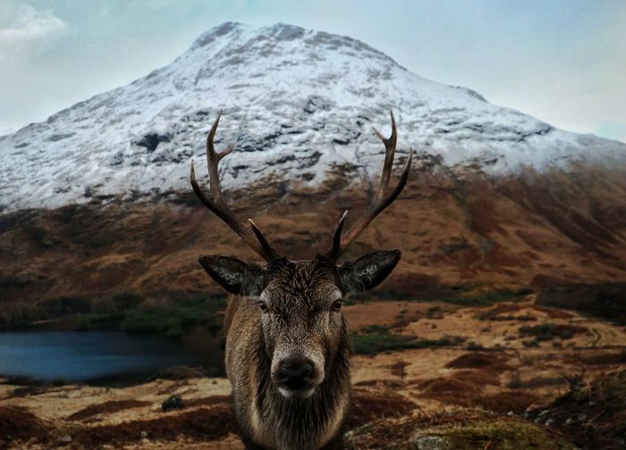 Portrait of deer standing against mountain