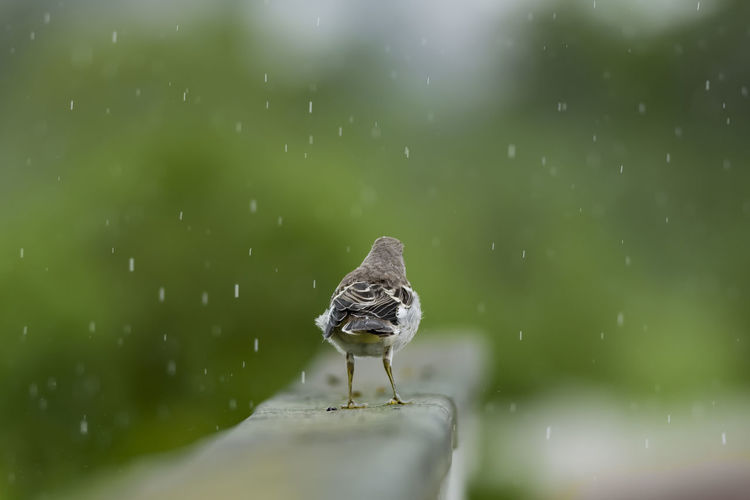 Close-up of bird on wet glass