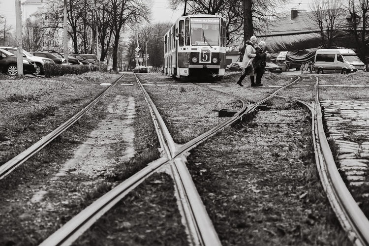 Railroad tracks amidst trees