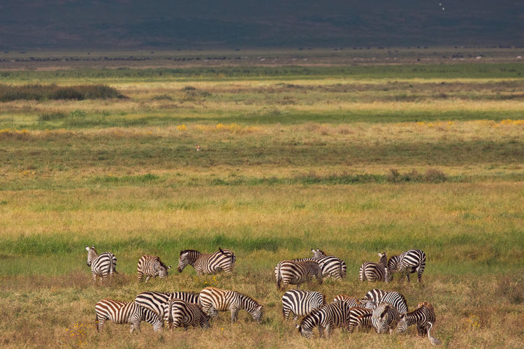 Zebras on field