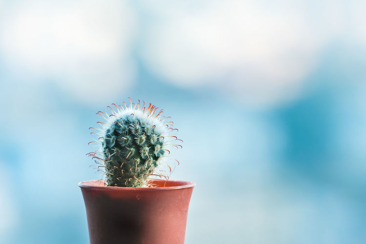 Close-up of potted cactus plant against sky
