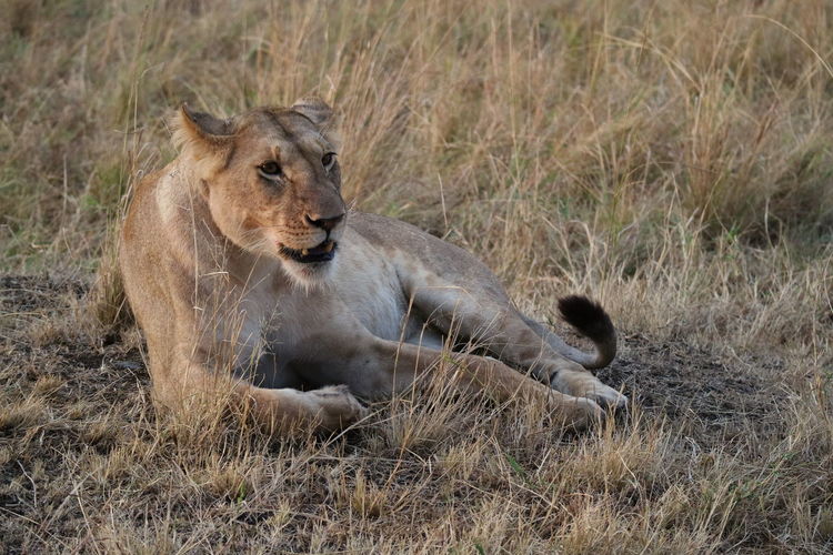 Lion in grass