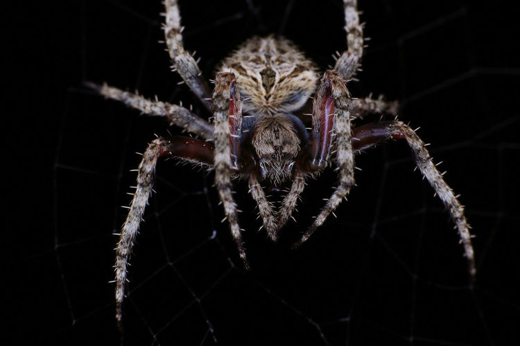 Close-up of spider on web against black background
