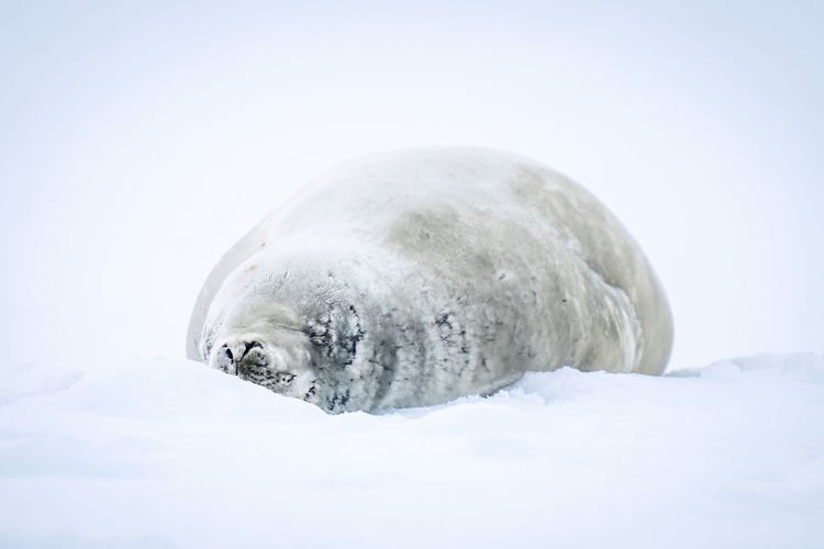 Crabeater seal lies asleep on snowy iceberg