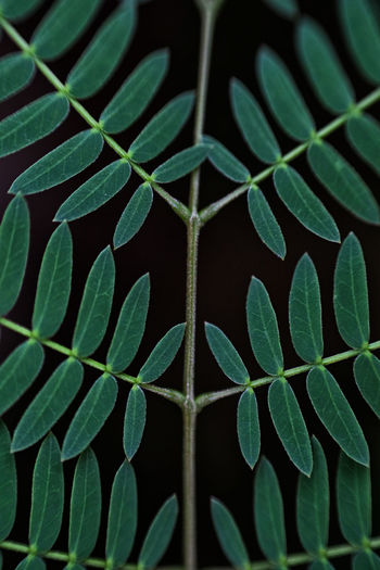 Macro shot of leaves against black background