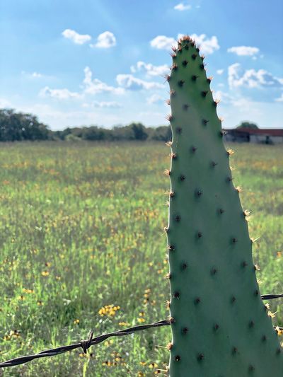 Cactus growing on field against sky