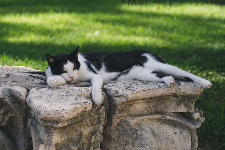 Cat sleeping on ancient capital in the garden of palazzo barberini, rome