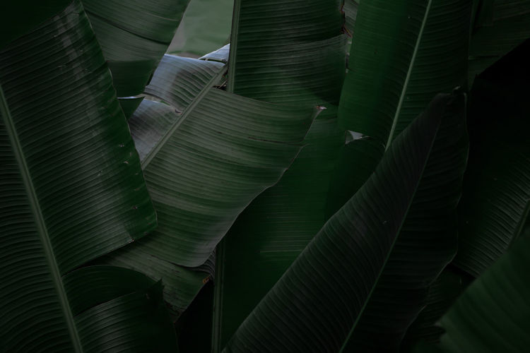 Full frame shot of green leaves