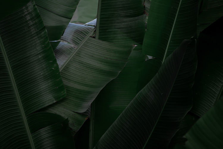Tropical banana leaf texture in garden, abstract green leaf