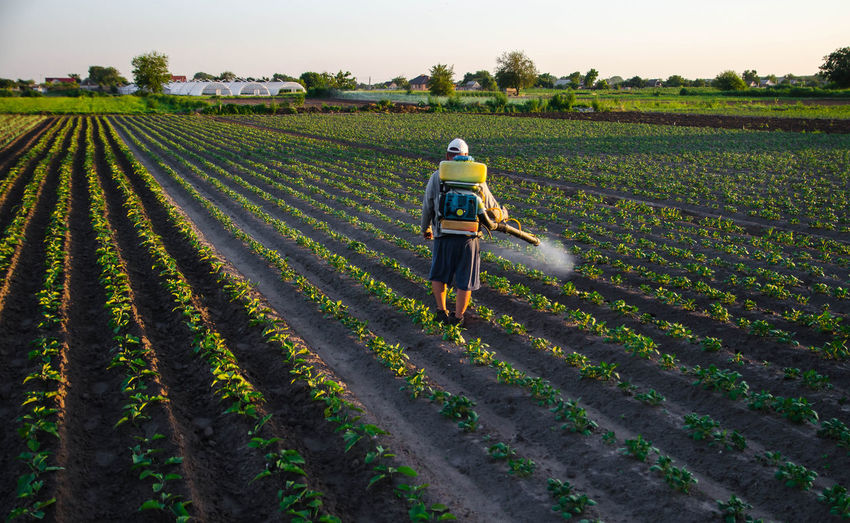 A worker with a sprayer works in the field. use of chemicals for protection of cultivated plants 