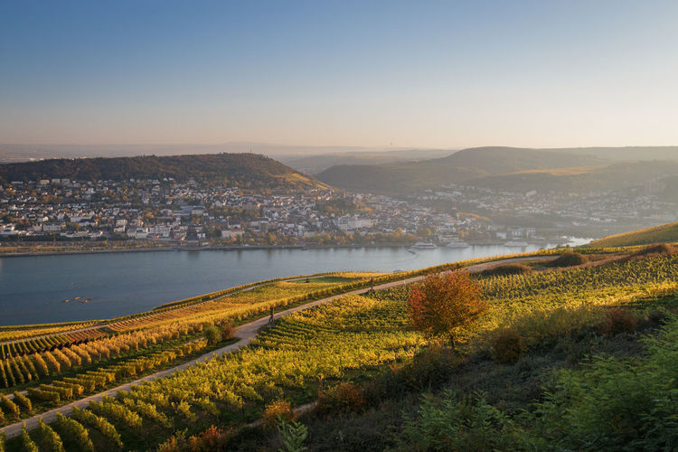 Panoramic view to rheingau, bingen with coloring vineyard in autumn against blue sky