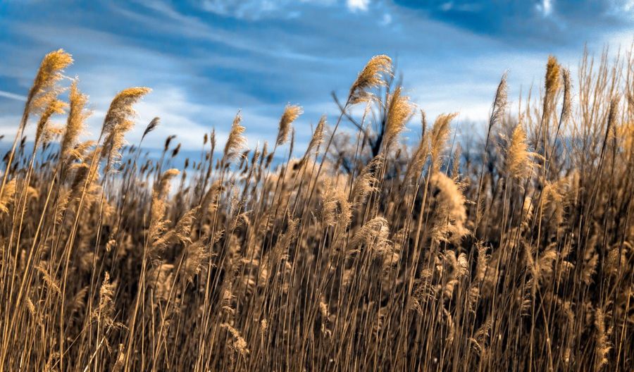 Close-up of stalks against the sky
