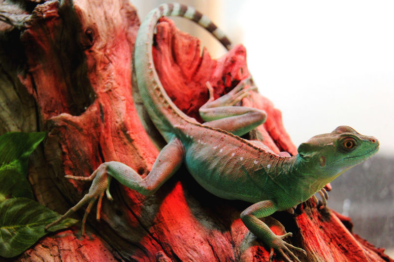 Close-up of lizard on rock