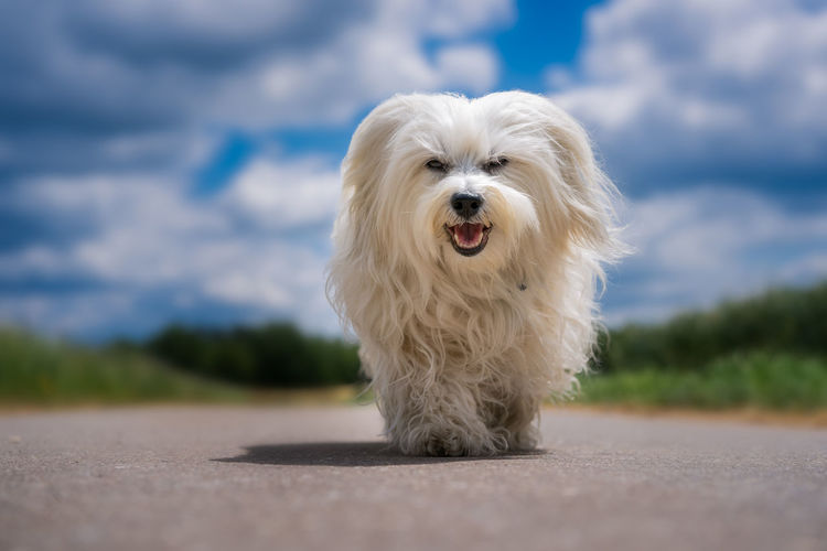 Portrait of dog standing on road against sky