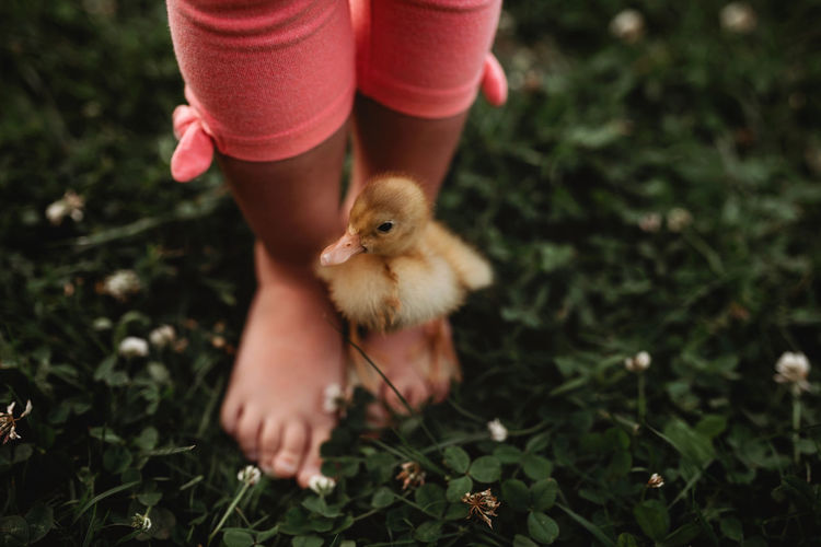 Duckling on toddler girl feet in the grass