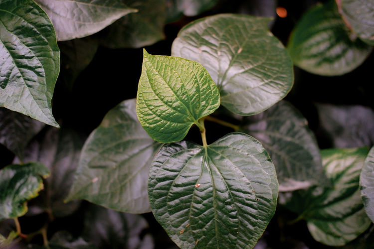 Full frame shot of leaves