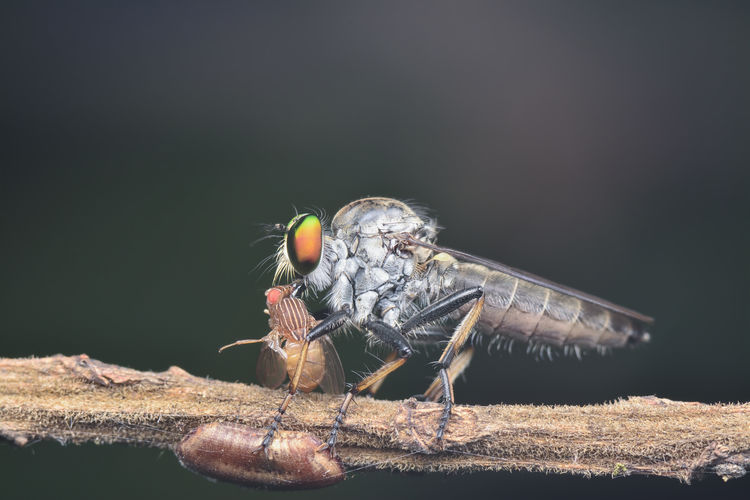 Robberfly closeup 