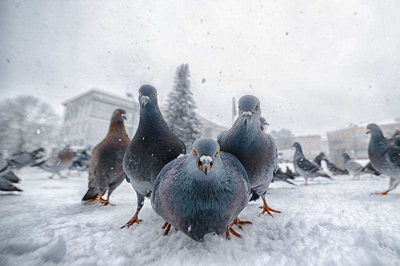 Funny group of three doves in winter in an urban environment.funny birds.funny situations with birds