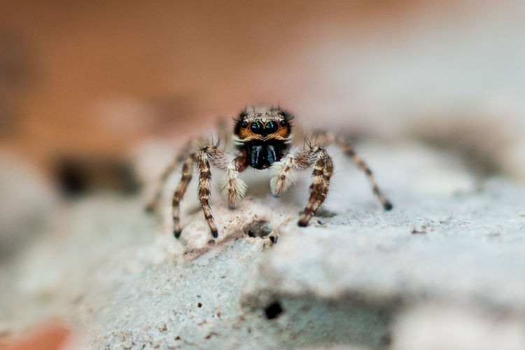 Close-up of spider on rock