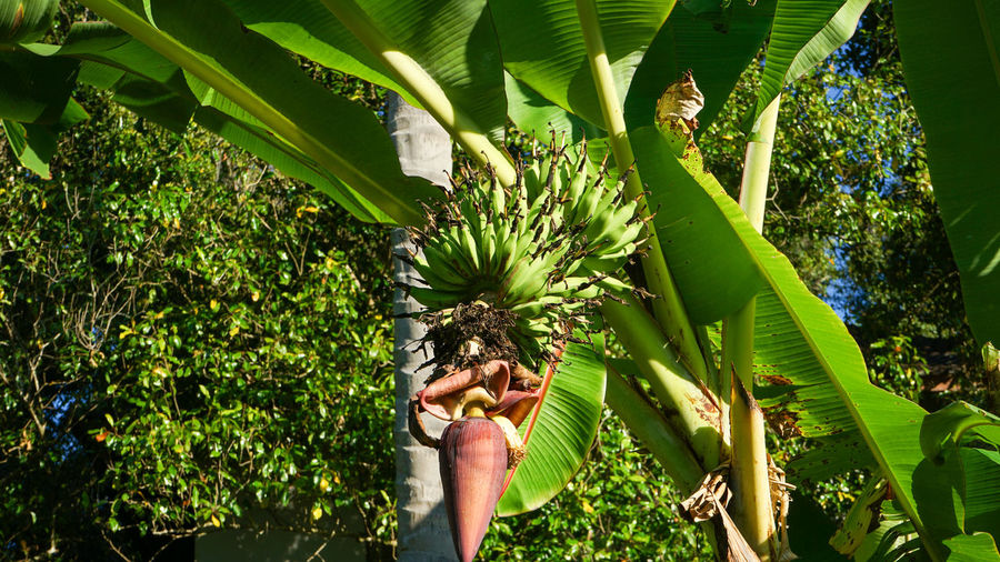 Close up of young bananas