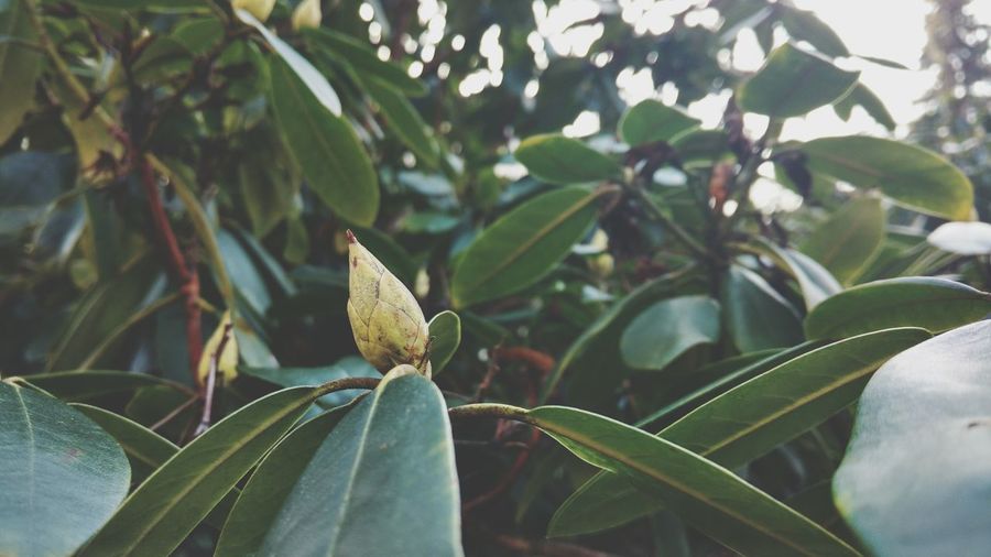 Close-up of green leaves on tree