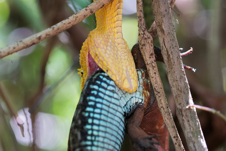 Yellow eyelash viper - bothriechis schlegelii - eating a lizard in cahuita, costa rica