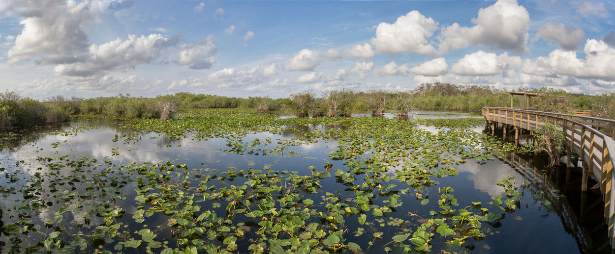 Everglades national park anhinga trail landscape, florida