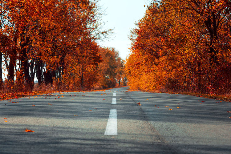 Surface level of road amidst trees during autumn