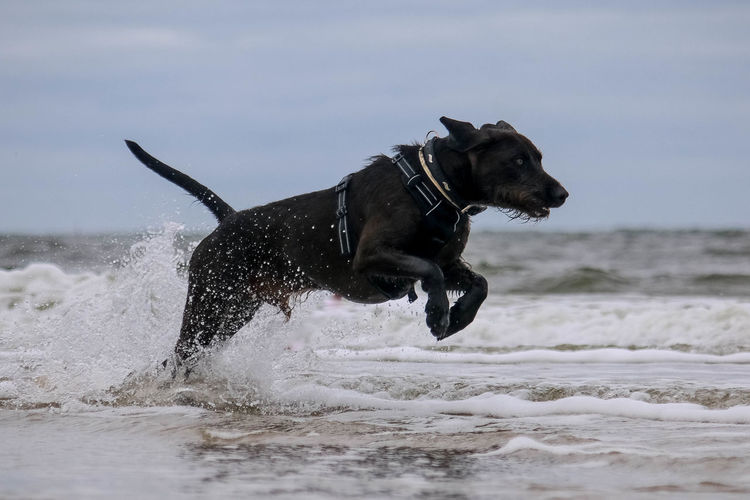 Dog running on shore